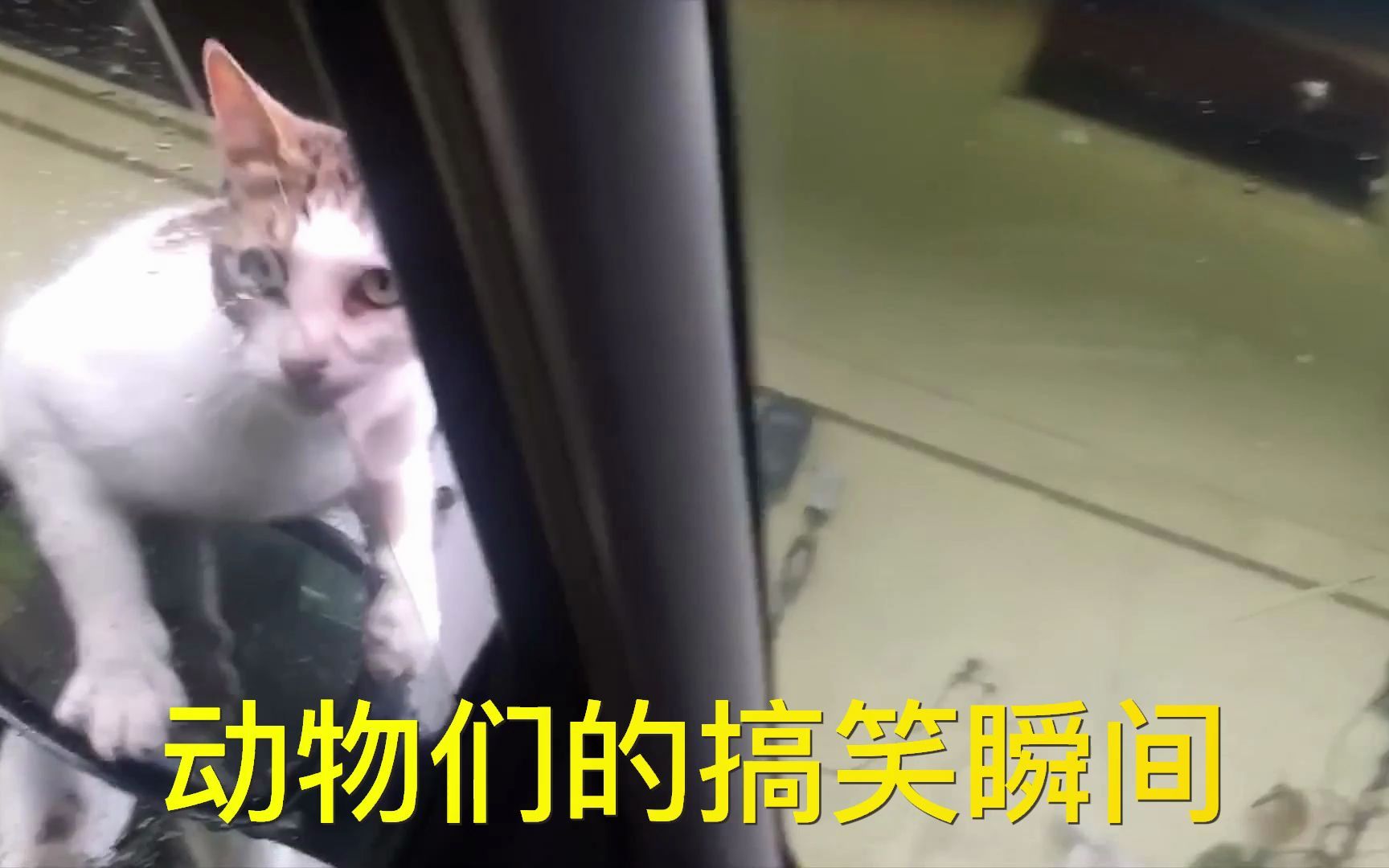 宠物的搞笑瞬间